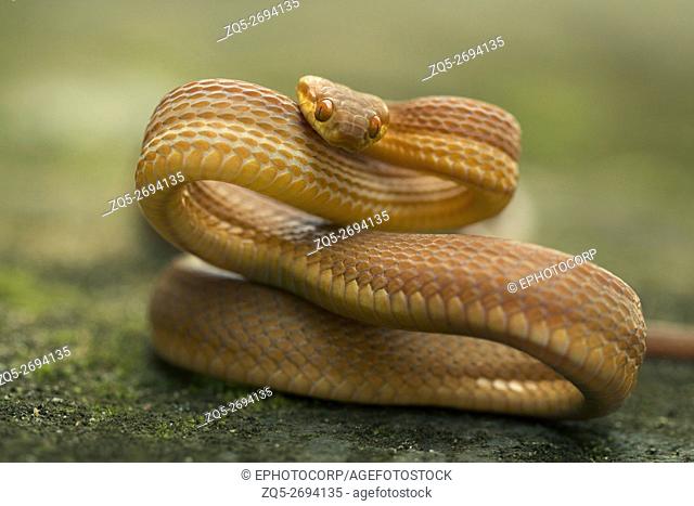 Colubridae, Tawny cat snake, Boiga ochracea, Gumti WLS, Tripura