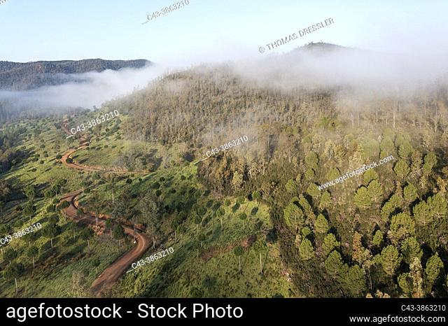 Morning mist in the uplands of the Huelva province. Aerial view. Drone shot. Andalusia, Spain