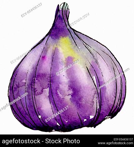 Exotic violet figs healthy food in a watercolor style isolated. Full name of the fruit: figs . Aquarelle wild fruit for background, texture