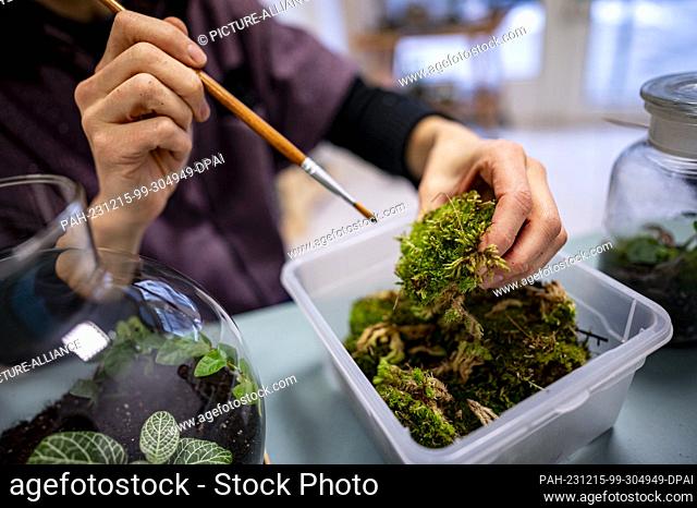PRODUCTION - 30 November 2023, Berlin: Aurelie Morgen, owner of Petite Jungle, prepares moss for a bottle garden in her workshop