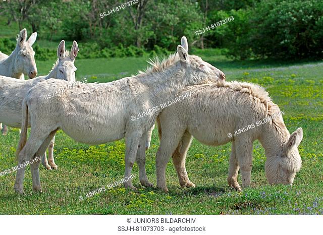 European White Donkey (Equus asinus asinus). Mare lying her head on the back of a juvenile mare. Maybe an act of friendship or dominance
