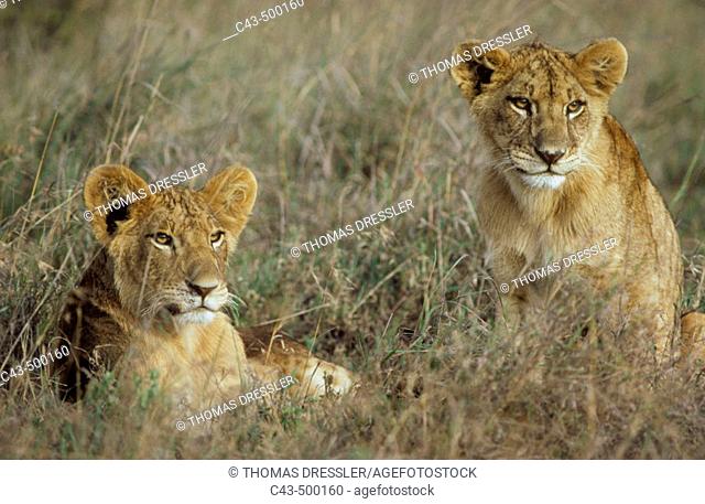 Lion (Panthera leo); 2 cubs, resting. Nairobi National Park, Kenya