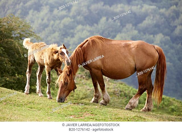 Semi-feral horse breeding, Aizkorri Natural Park, Gipuzkoa, Euskadi, Spain