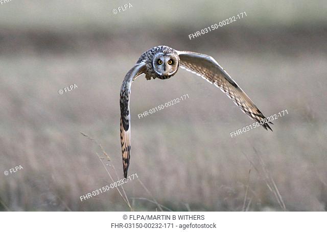 Short-eared Owl Asio flammeus adult, in flight, hunting over meadow, Leicestershire, England, december