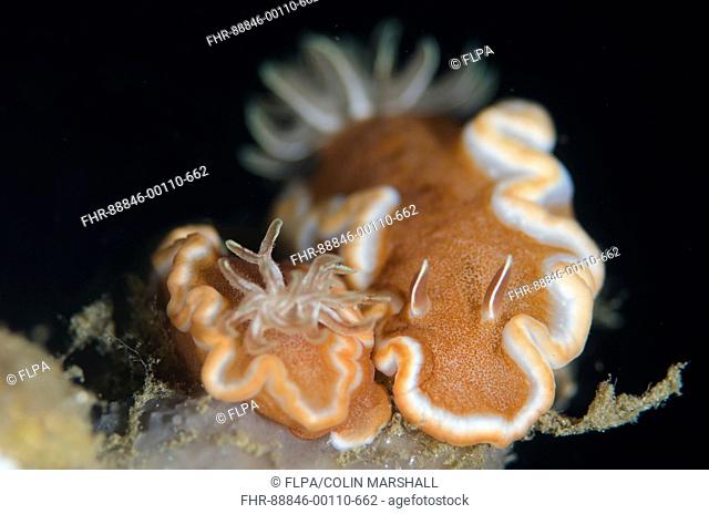 Red-margined Glossodoris Nudibranch (Glossodoris rufomarginata), Pair, Serena Besar dive site, Lembeh Straits, Sulawesi, Indonesia
