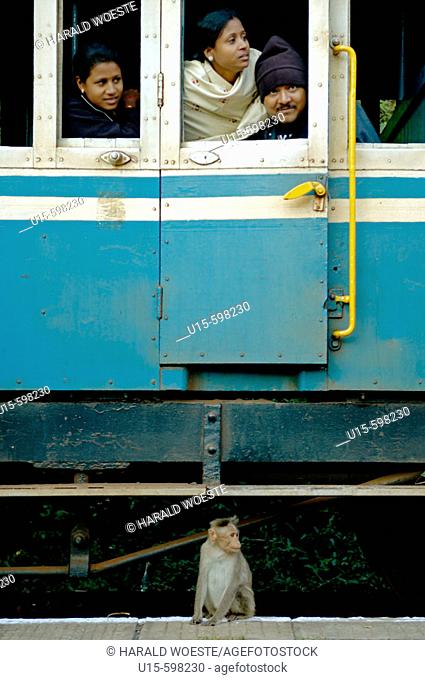 Curious monkey inspecting the Nilgiri Mountain Railway on a stop between Coonoor and Mettupalayam. India, Tamil Nadu 2005