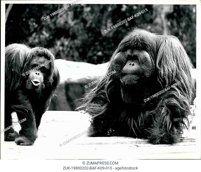 Feb. 02, 1980 - Bob Orangutan, right, a San Diego Zoo favorite, died of cardiac arrest during a medical treatment of his chronic sinusitis