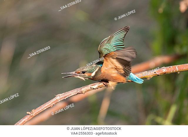 Kingfisher Alcedo atthis, juvenile. Flix, Tarragona province, Catalonia, Spain