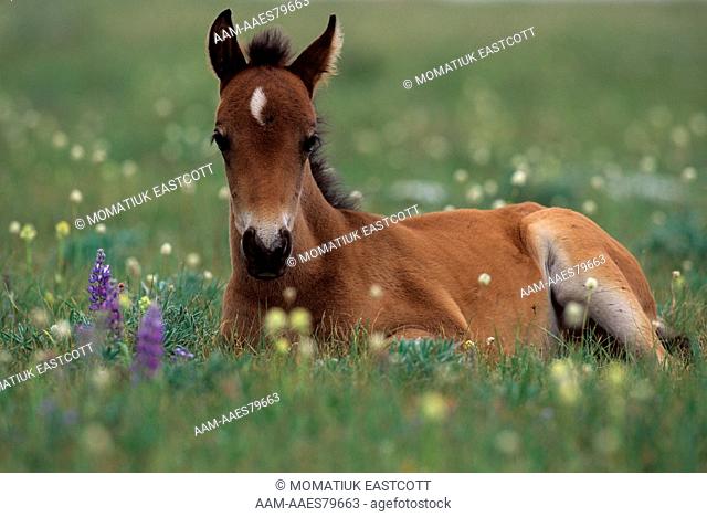 Mustang, Young Wild Foal Resting in Summer Grass, Pryor Mtn. WHR, MT
