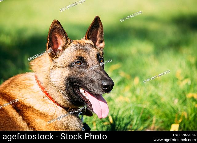 Malinois Dog Sit Outdoors In Green Summer Grass. Well-raised and trained Belgian Malinois are usually active, intelligent, friendly, protective