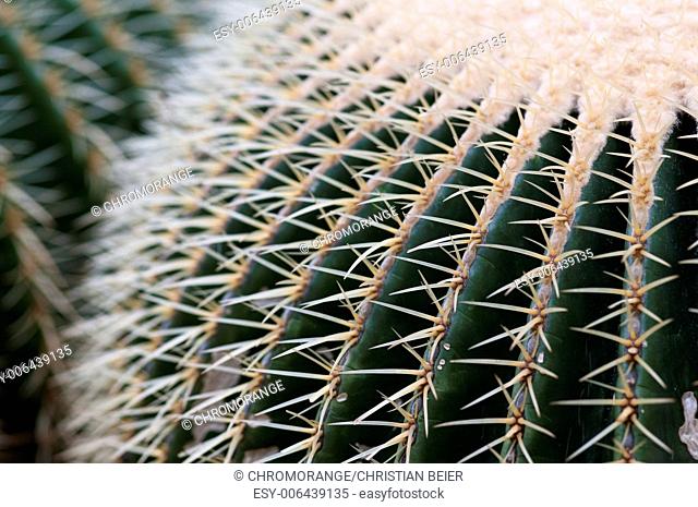 Golden ball cactus, Echinocactus grusonii, Mexico