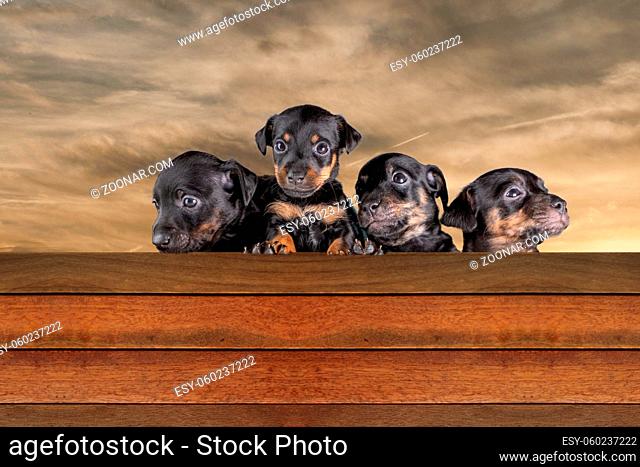 Front view of four Jack russel puppy heads, standing behind a wooden wall. Dramatic brown sky with clouds in the background, composite photo
