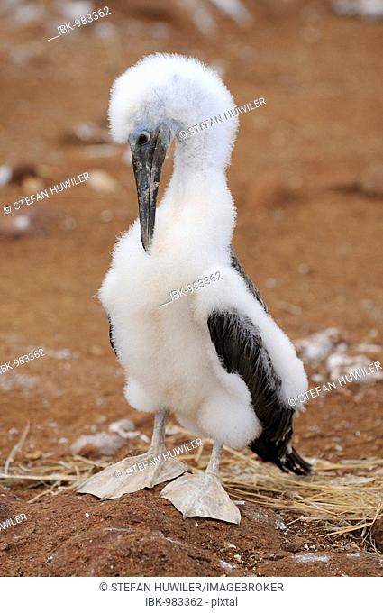 Young Blue-footed Bobby (Sula nebouxii), Seymour Norte Island, Galapagos Islands, Ecuador, South America