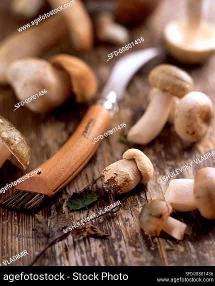 Porcini mushrooms on a wooden surface with a knife and a brush