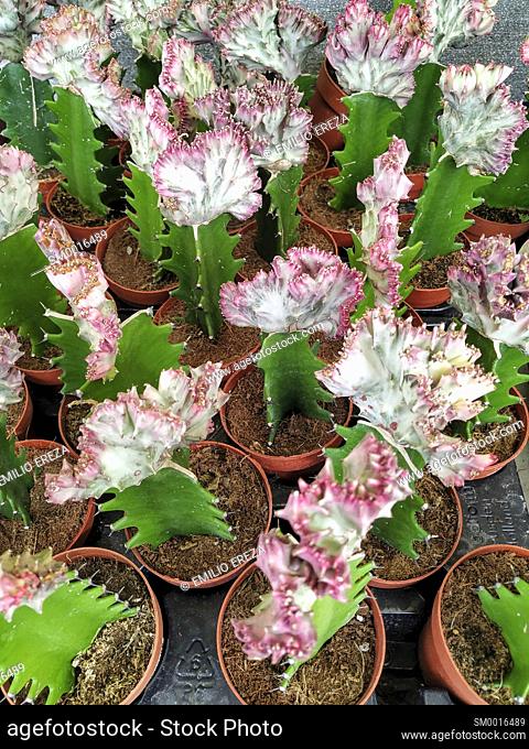 Grafted cactuses for sale