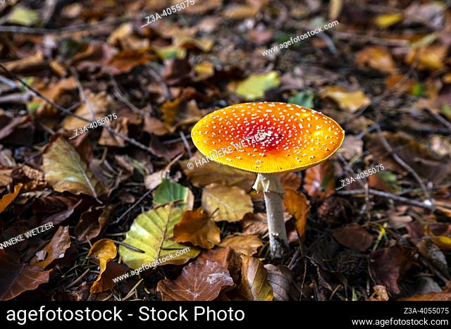 Closeup of a Amanita muscaria mushroom in an autumn forest