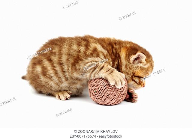 cat and gray wool ball isolated on white