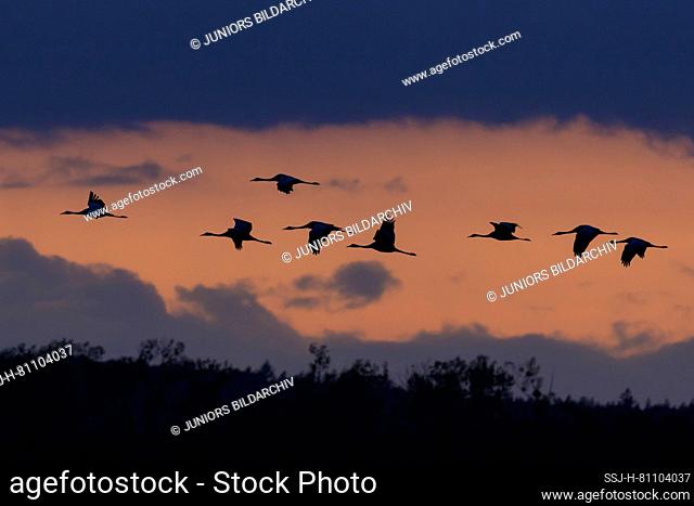 Common Crane (Grus grus). Flock in flight in sunrise. Germany