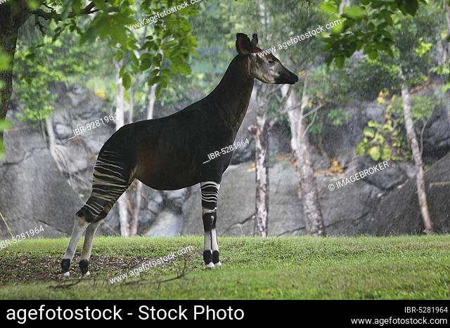 Okapi (okapia johnstoni), Male under Rain