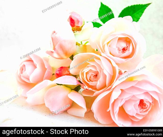 Pink roses isolated on white background. Perfect for background greeting cards and invitations of the wedding, birthday, Valentine's Day, Mother's Day