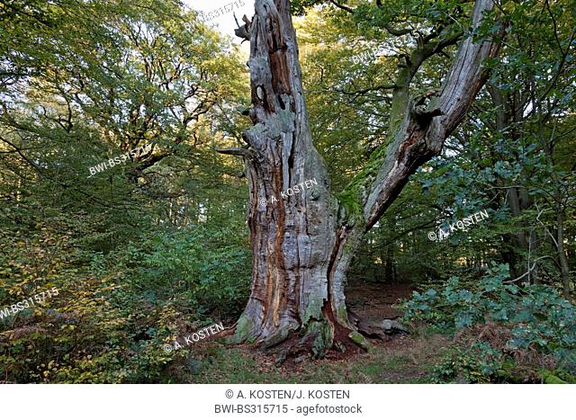 oak (Quercus spec.), old oak in forest Sababurg, Germany, Hesse, Reinhardswald
