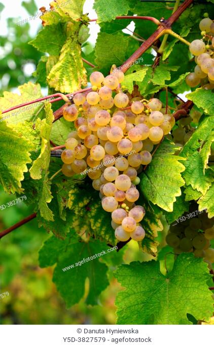 Bunch of ripe Chasselas white grapes ready for harvest, Fechy vineyards, district of Morges, La Côte, Canton Vaud, Switzerland, Europe