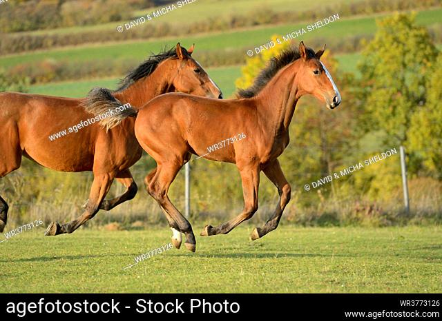 Two horses running on paddock