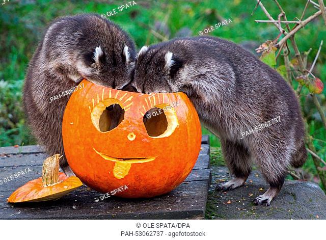 Two racoons eat out of a hollowed pumpkin in the zoo Hanover, Germany, 23 October 2014. On 31 October Halloween will take place