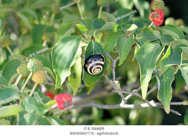 kousa dogwood, Japanese Dogwwod (Cornus kousa), fruiting branch with garden snail