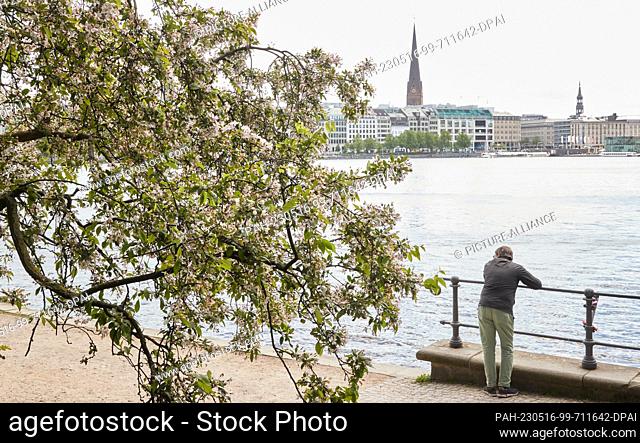 16 May 2023, Hamburg: A man stands on a railing next to a blossoming cherry tree on the Binnenalster. Friday marks the start of the Japanese Cherry Blossom...