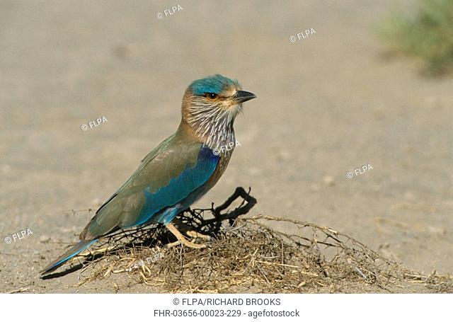 Indian Roller Coracias benghalensis On ground - standing on heap of dead vegetation - Oman