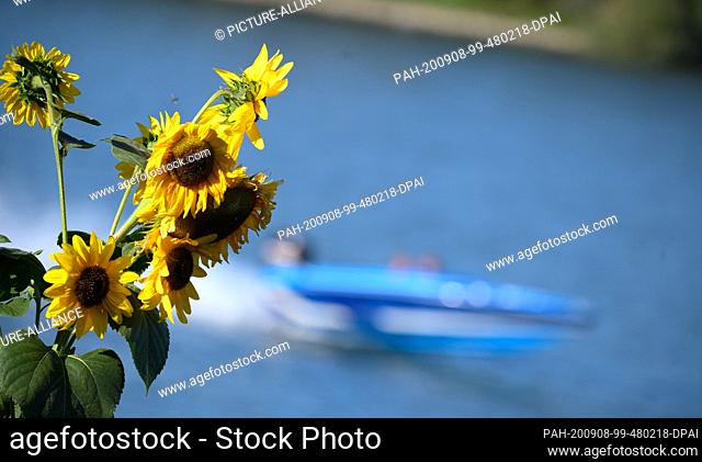 08 September 2020, Rhineland-Palatinate, Mainz: Sunflowers can be found on the banks of the Rhine in the state capital. Photo: Andreas Arnold/dpa