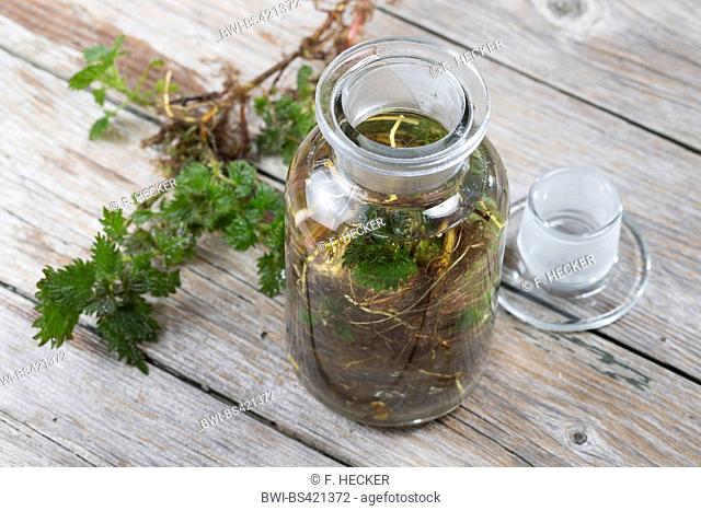 stinging nettle (Urtica dioica), tincture made from roots of stinking nettle, Germany
