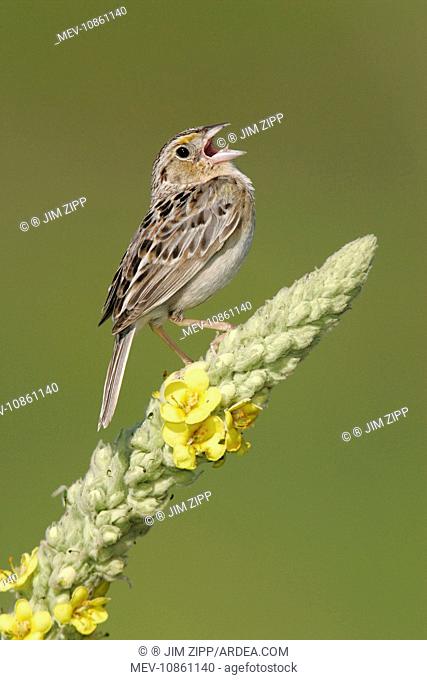 Grasshopper Sparrow - on territory (Ammodramus savannarum). Connecticut, USA