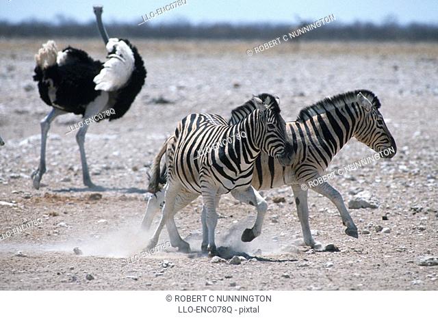 Burchell's Zebra Equus burchellii and Ostrich Stuthio camelus on Dry Plains  Etosha National Park, Namibia