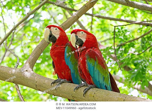 Red-and-green Macaw / Green-winged Macaw Sepilok Orang Utan Rehabilitation Center, Sandakan, Sabah, Malaysia, Borneo, Asia