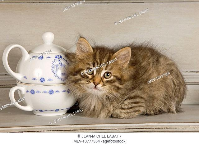 Cat - Siberian Kitten - on shelf with tea cup