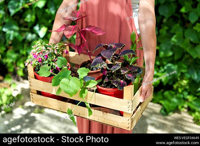 Mature woman carrying wooden crate of potted plants at backyard