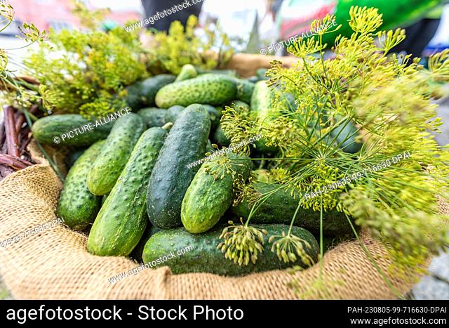 05 August 2023, Brandenburg, Golßen: Pickled cucumbers are on sale at a stand during the Spreewald Gherkin Day in Golßen