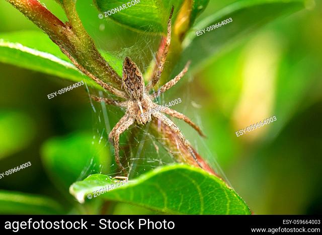 small garden Nursery Web Spider (Pisaura Mirabilis) waiting for its prey. Europe, Czech Republic wildlife