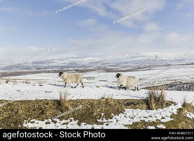 Sheep in a snowy meadow, photographed in Portree, 03/10/2023. - portrait/