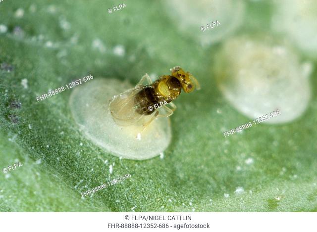 An adult parasitoid wasp, Encarsia tricolor, laying eggs, ovipositing in larval scales of cabbage whitefly, Aleyrodes proletella
