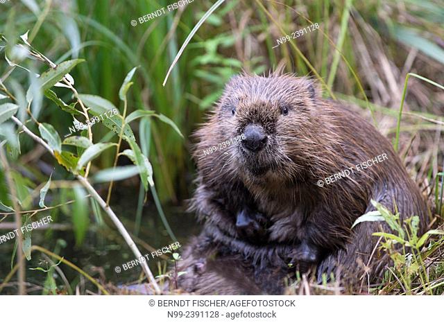 Beaver (Castor fiber), sitting on a river bank and greasing its fur, Bavaria, Germany