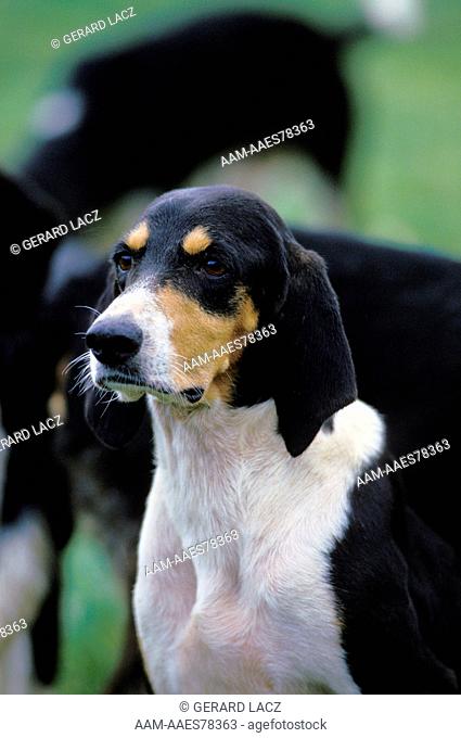 Great Anglo-French Tricolour Hound, Portrait Of Adult