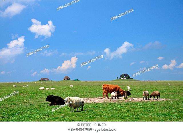 Germany, Schleswig-Holstein, the North Sea, mud flats, Hallig, Nordstrandischmoor, cattle, sheep