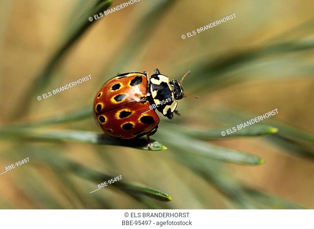 Eyed Ladybird in a fir