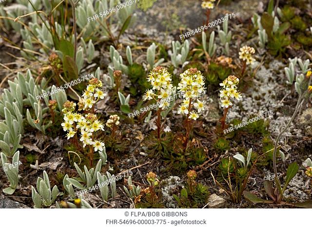 Partridgefoot Luetkea pectinata flowering, Hurricane Ridge, Olympic N P , Washington, U S A
