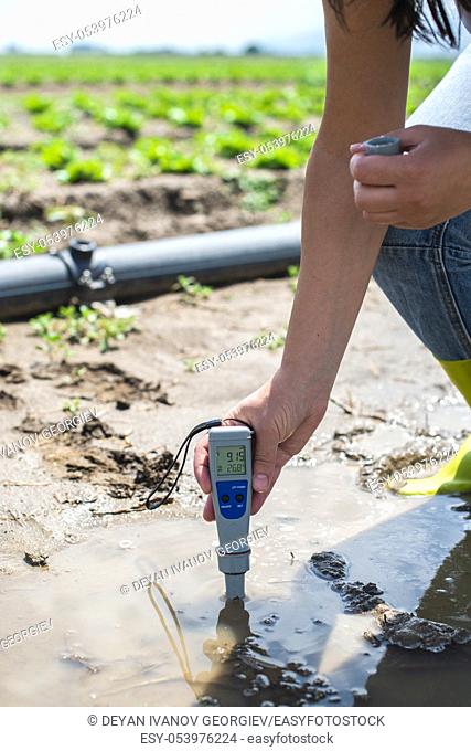 Woman mesures irrigation water with digital PH meter in water puddle. Lettuce plants and pipes