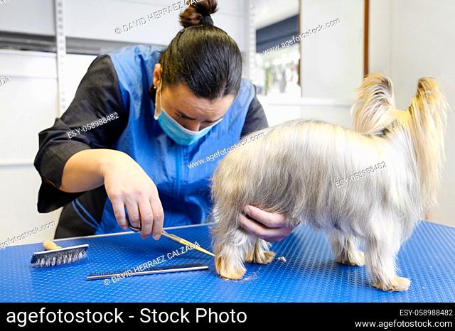 Yorkshire Terrier dog being groomed in pet care studio. Woman groomer cuts dog hair in beauty salon for animals. High quality photo