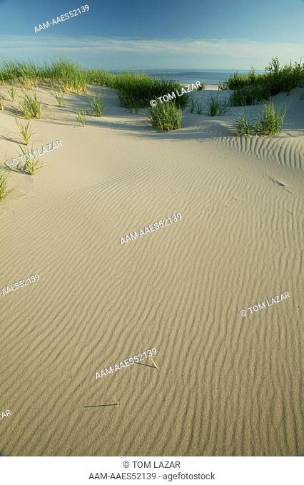 Big Sable Point; Lake Michigan Shoreline; Michigan; summer - Green grasses growing on wind rippled sand dunes along lakeshore